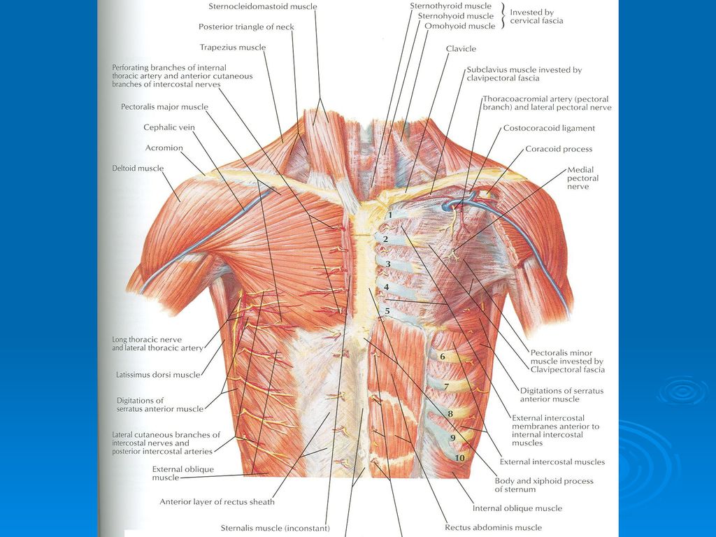 Грудная стенка. Топаграфия анатомия мищца грудной клеток. Анатомический атлас грудной клетки. Передняя грудная стенка анатомия. Мышцы туловища анатомия атлас.