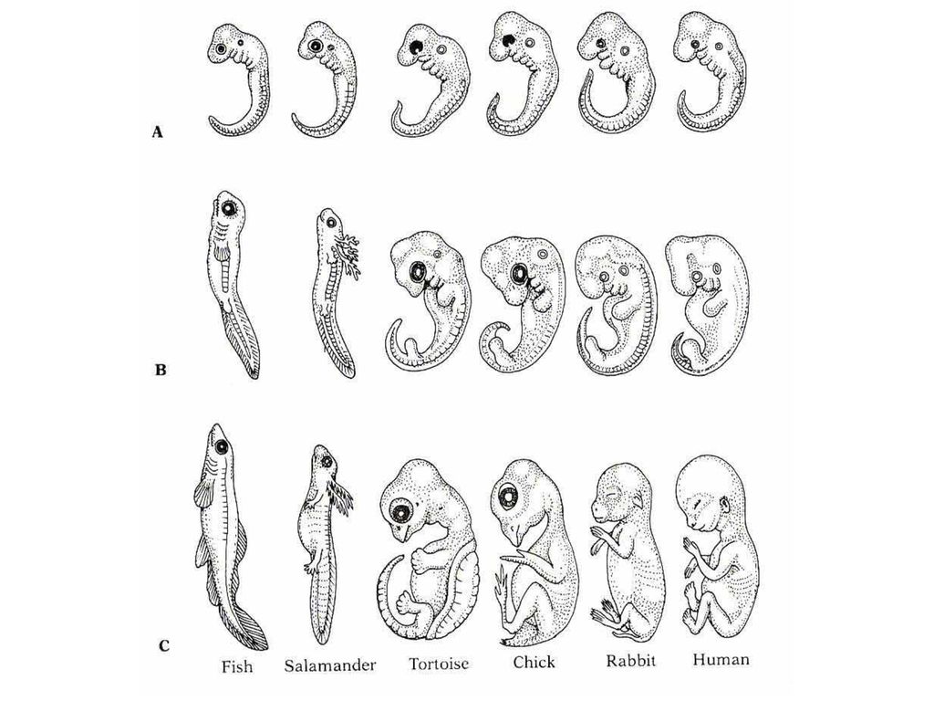 Этапами онтогенеза животных. Эволюция эмбриология. Эволюционная эмбриология. 5 Ступеней эмбрионального развития животного. Филогенез человека рисунок.
