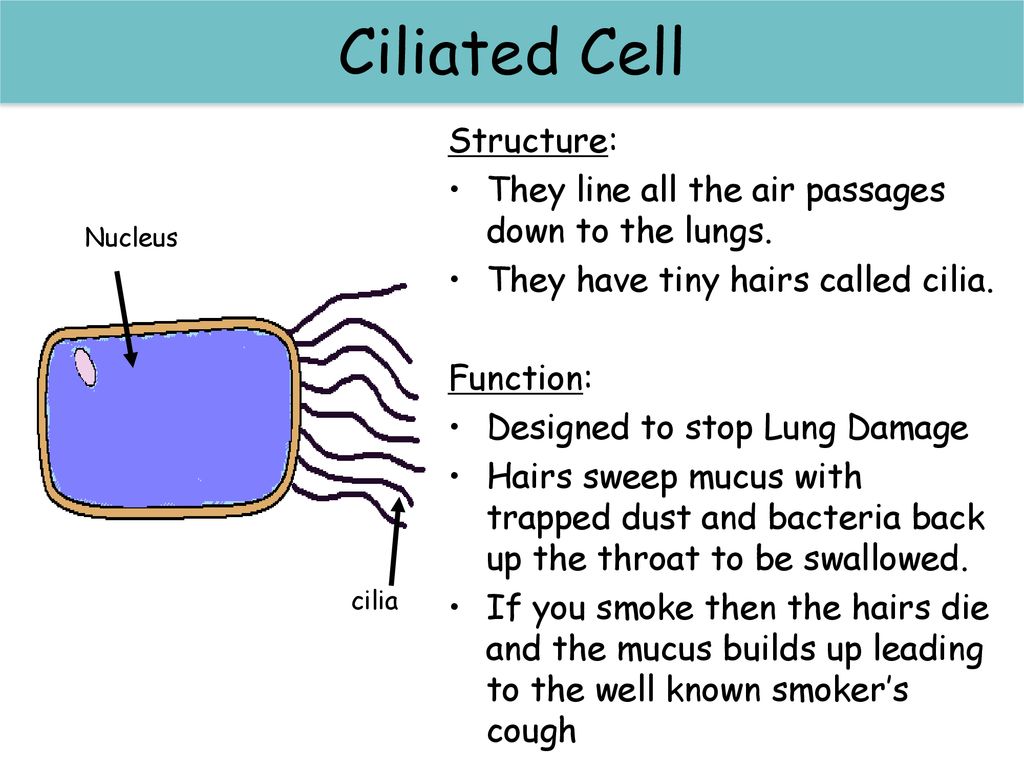 cilia function