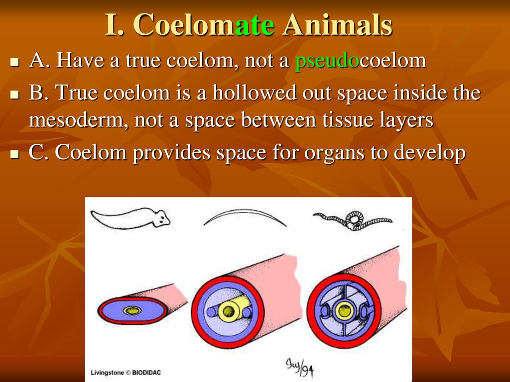 types of coelom in animals