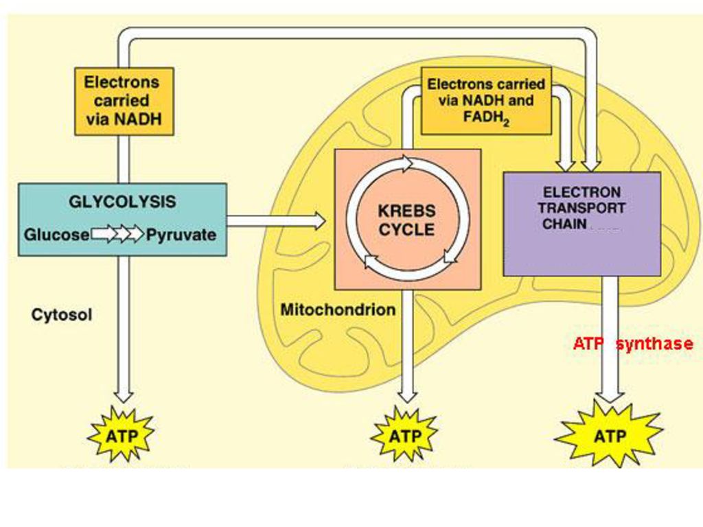 Cellular respiration ppt download