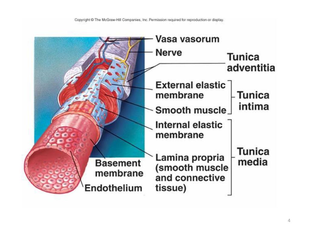 Адвентиция это. Vasa Vasorum сосуды сосудов. Строение артерии Tunica Media. Строение вен и артерий человека. Адвентиция сосудов.
