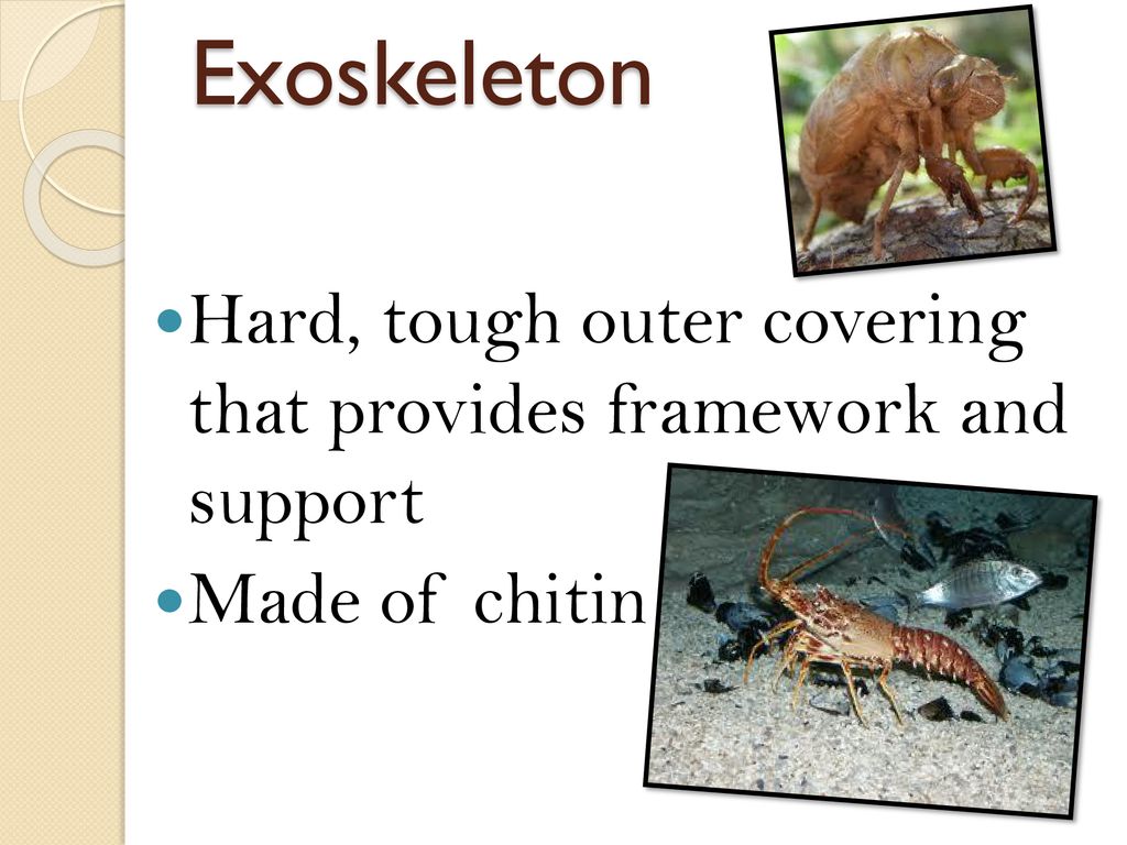 Exoskeleton Hard, tough outer covering that provides framework and support  Made of chitin. - ppt download