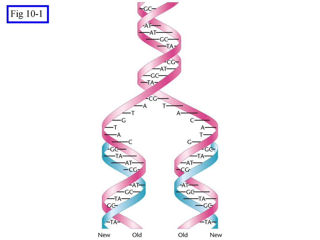 Generalized Model Of Semiconservative Replication Of Dna Ppt Download