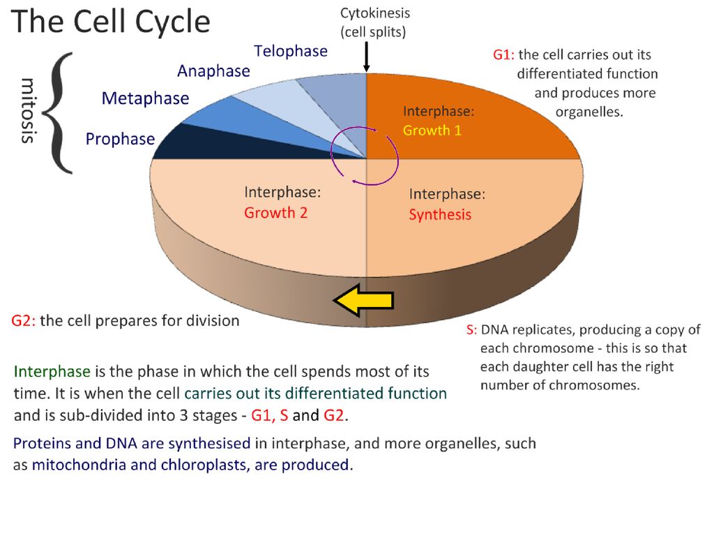 The Cell Cycle the jazzy version. Biology Diagrams