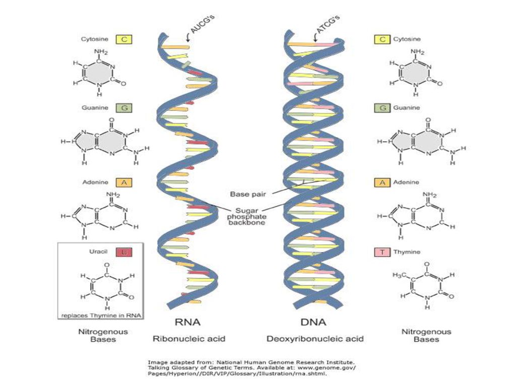 2 цепь днк и рнк. ДНК РНК белок. Из ДНК В РНК. Как из РНК получается белок. Механизм перехода РНК В белок.