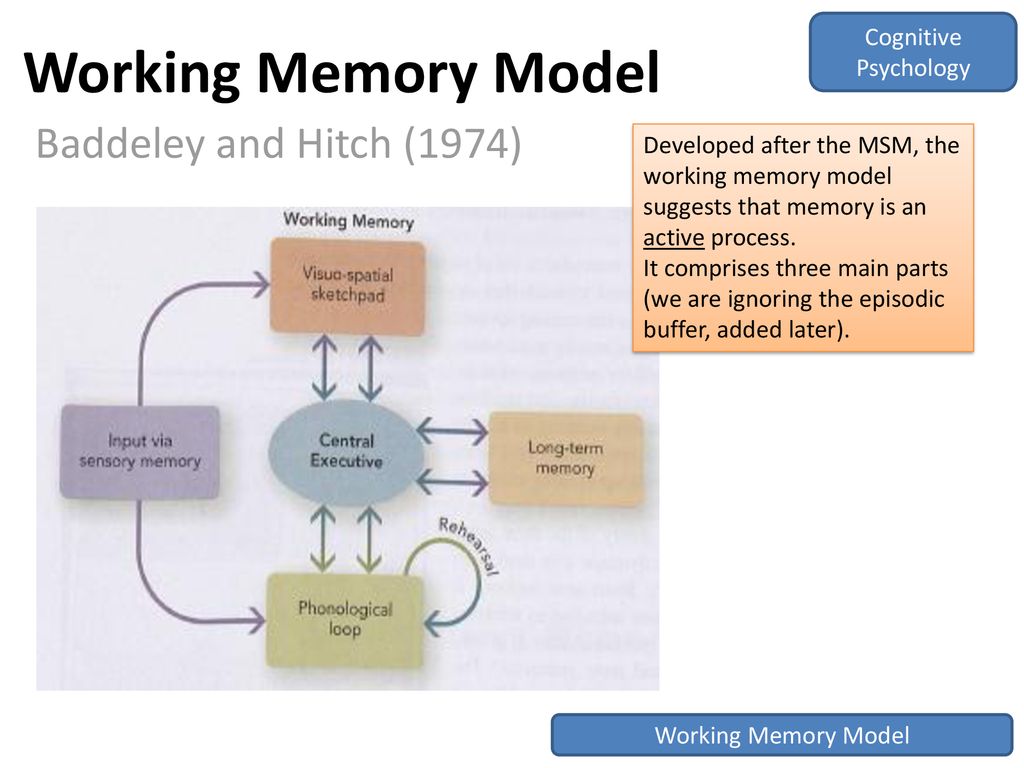 Бэддели ваша память. Модель Бэддели Хитча. Бэддели память. Рабочая память Бэддели. Модель рабочей памяти Баддели.