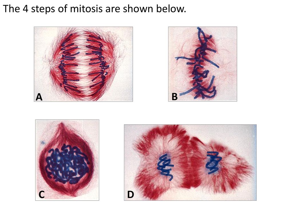 four steps of mitosis
