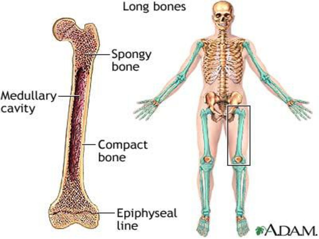Cual es el hueso mas largo del cuerpo humano