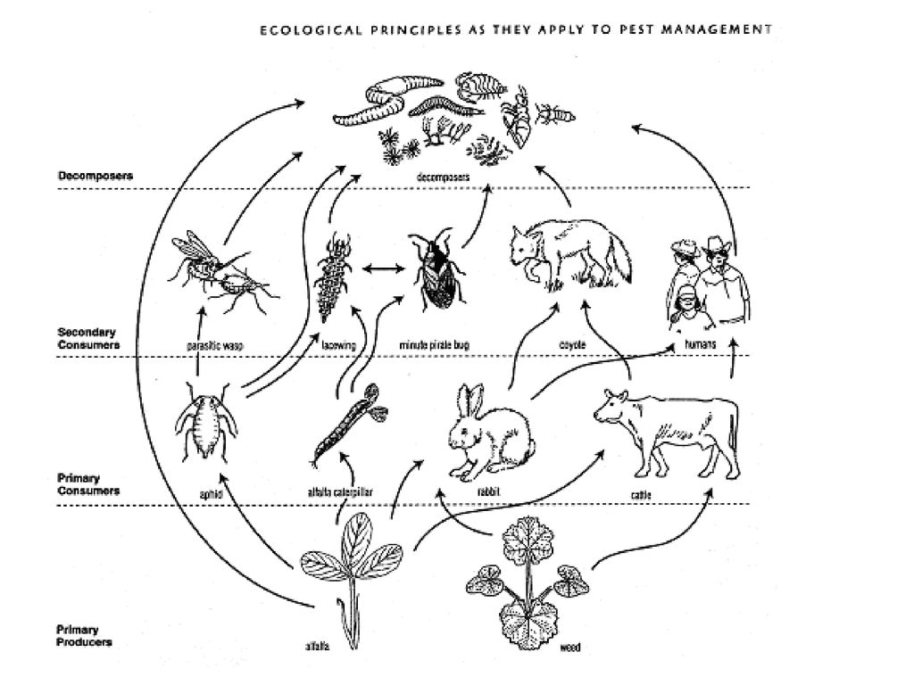 Food Chains and Food Webs: Biology Diagrams
