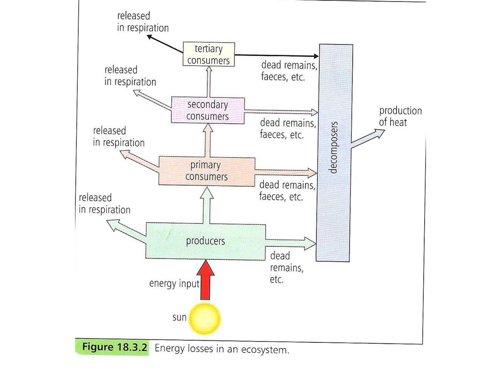 biology-september-12th-2012-biobellwork-ppt-download