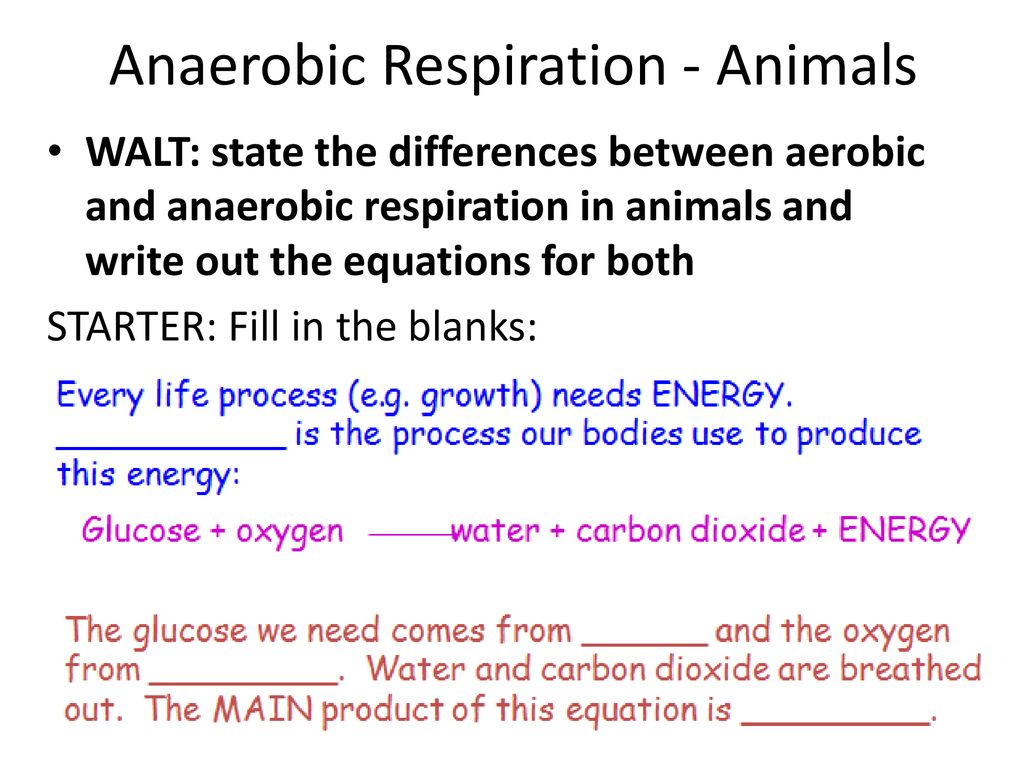 Anaerobic Respiration - Animals - ppt download