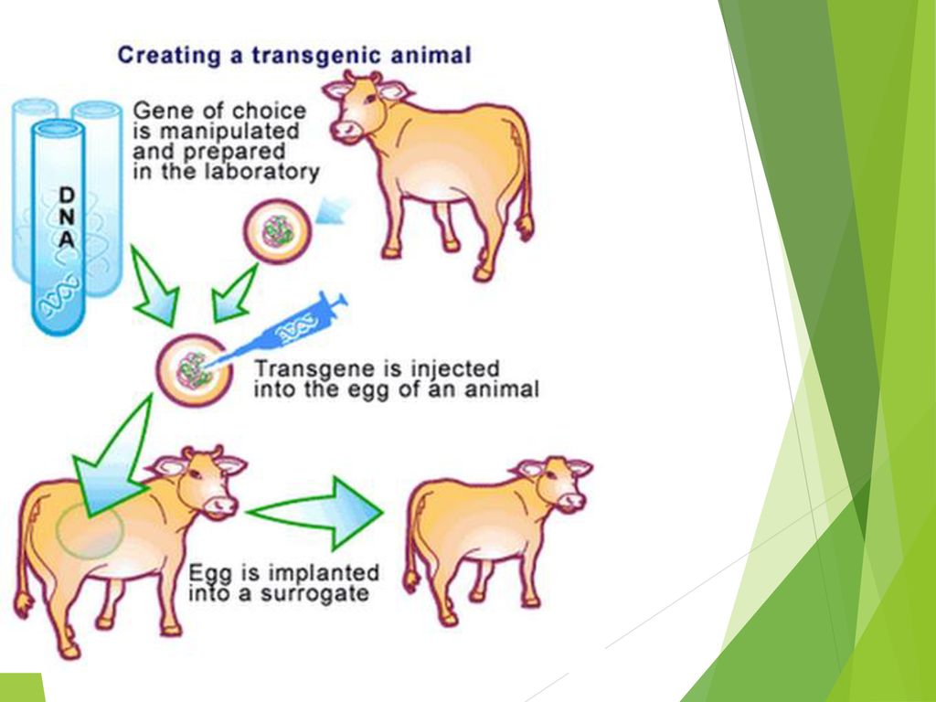 12 genetically engineered animals that changed modern.