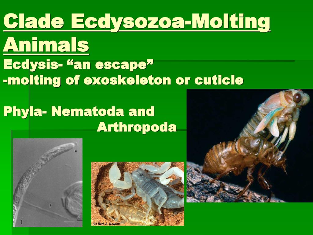 ecdysozoans platyhelminthes)