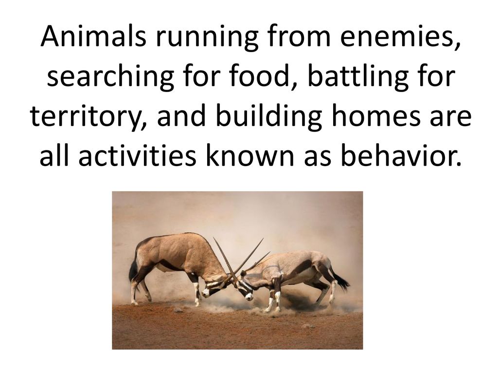 Animals running from enemies, searching for food, battling for territory,  and building homes are all activities known as behavior. - ppt download