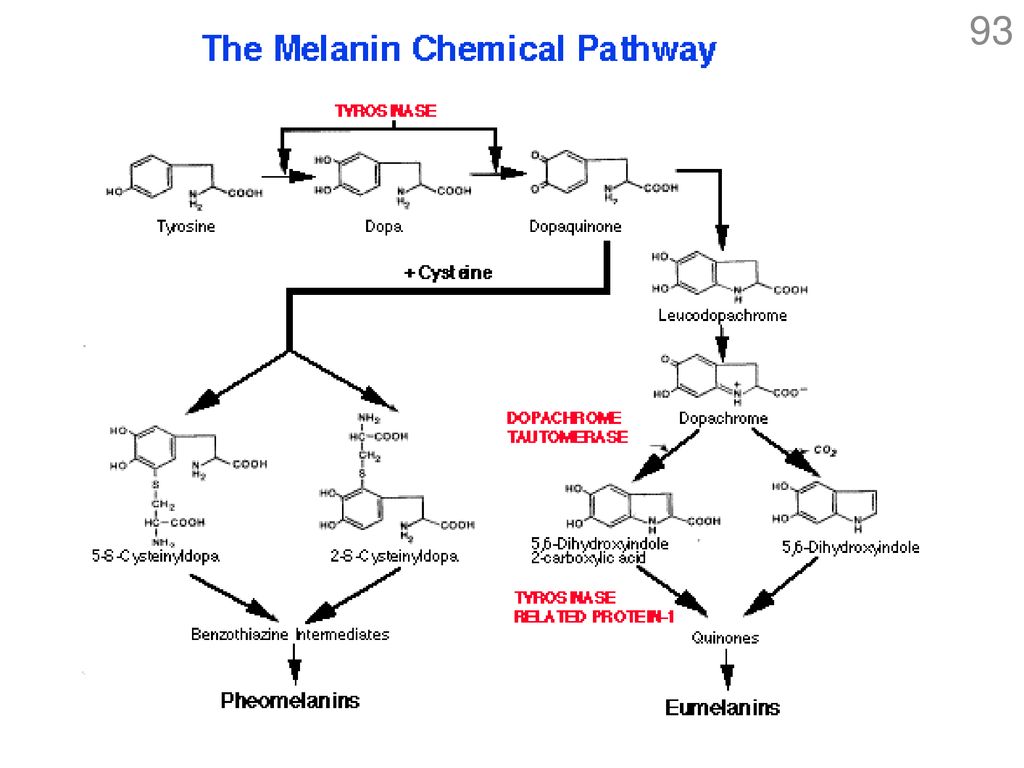 В каком слое кожи синтезируется пигмент меланин. Меланин схема кожи. Меланин структура. Схема меланогенеза. Нейромеланин.