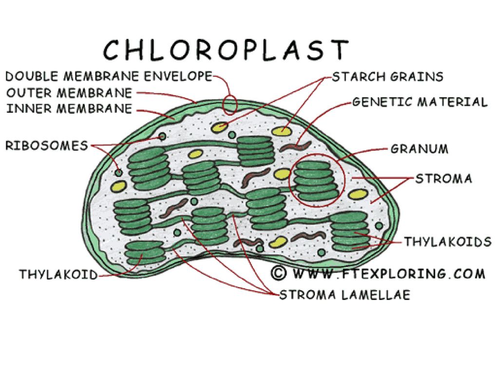 Уровень организации хлоропласта. Строма хлоропласта. Строение хлоропласта ЕГЭ. Фотосинтез в хлоропласте рисунок. Происхождение хлоропластов.
