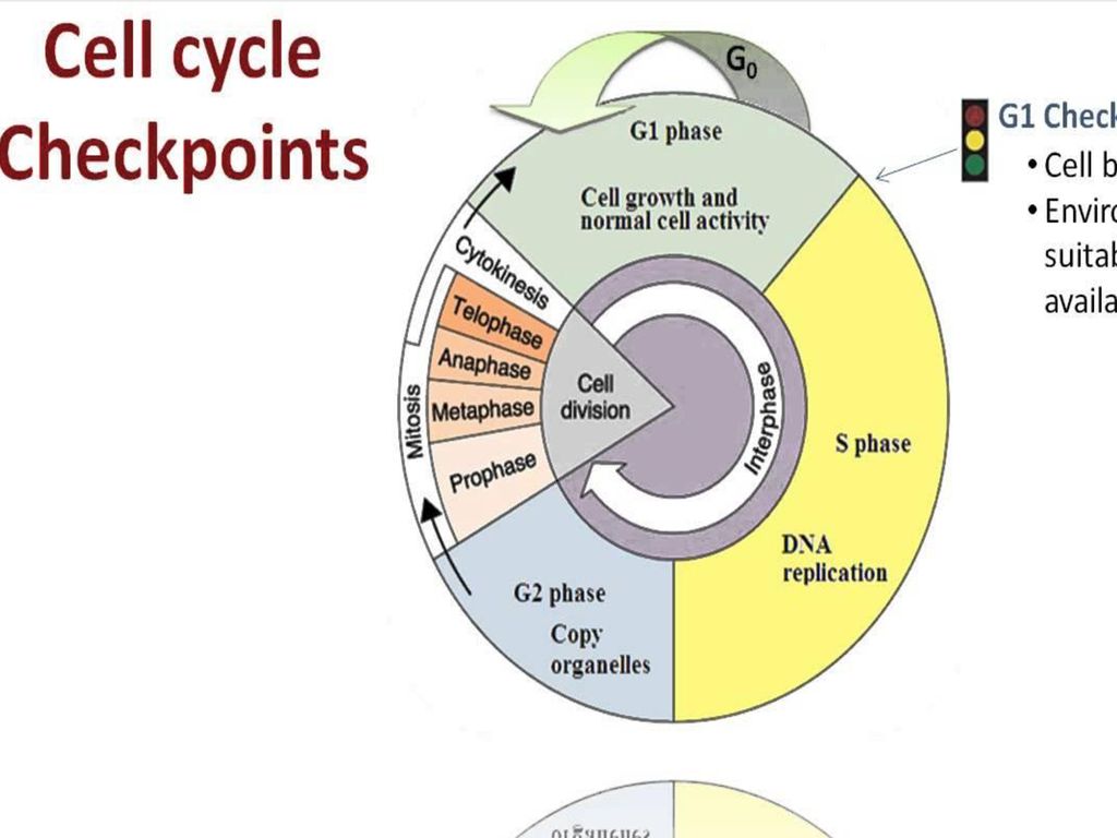 Cell Growth and Cell Division Biology Diagrams