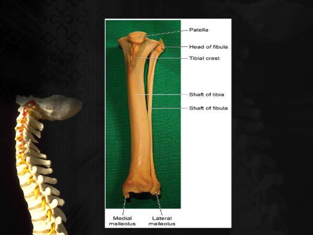 Thin shaft-rings from cattle-size tibia and metatarsus diaphyses.