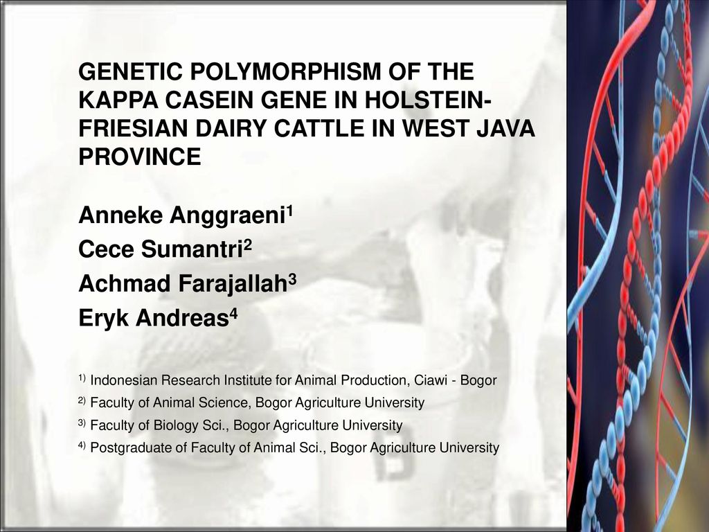 GENETIC POLYMORPHISM OF THE KAPPA CASEIN GENE IN HOLSTEIN-FRIESIAN DAIRY  CATTLE IN WEST JAVA PROVINCE Anneke Anggraeni1 Cece Sumantri2 Achmad  Farajallah3. - ppt download