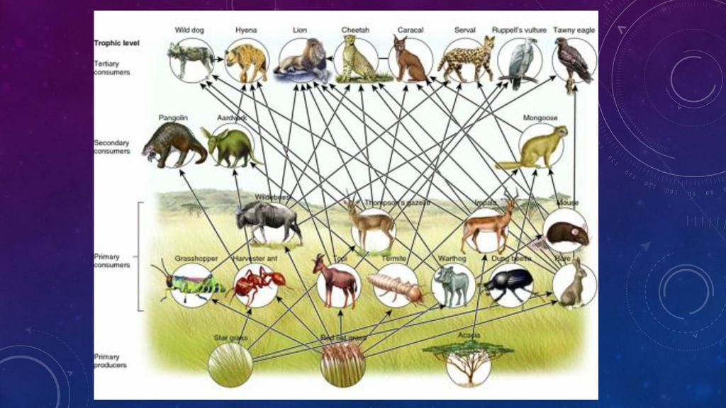 Energy in Ecosystems & Food chains and Food WEbs Biology Diagrams
