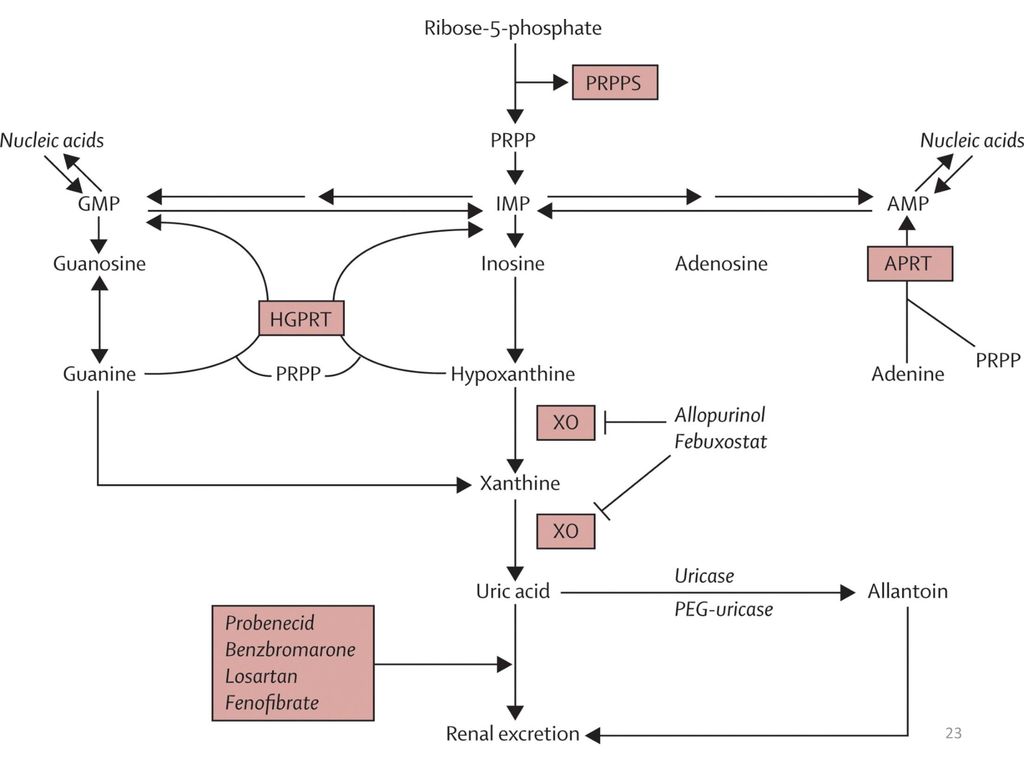 Gout And Hyperuricaemia - Ppt Download