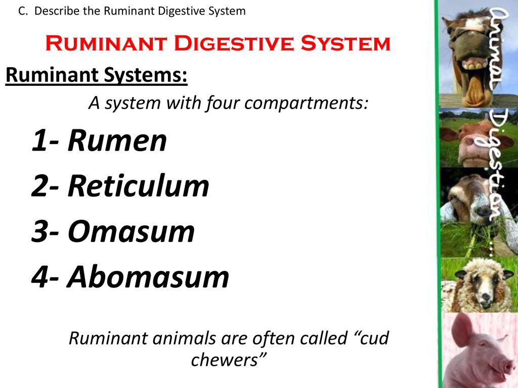 1- Rumen 2- Reticulum 3- Omasum 4- Abomasum Ruminant Digestive System - ppt  download