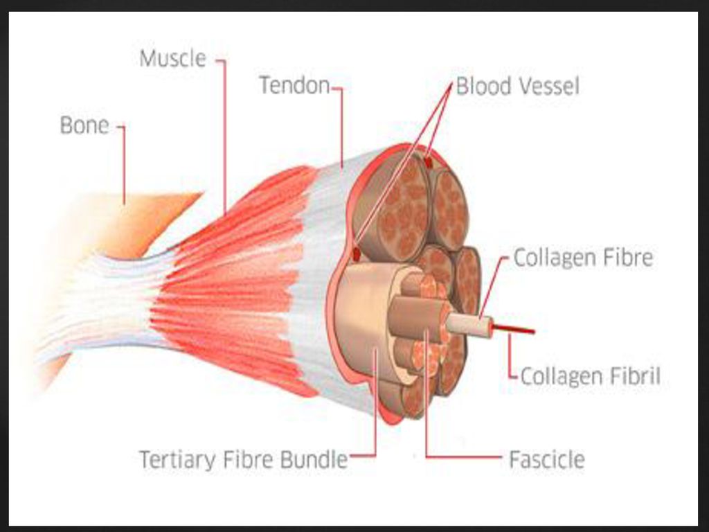 Сухожилия образованные из ткани. Крепление мышцы к кости. Крепление сухожилий к кости. Сухожилия мышц прикрепляются к.