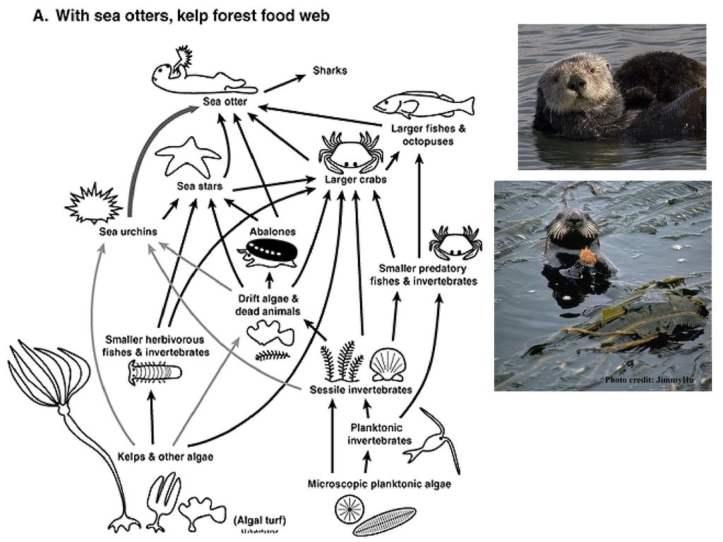 By Vinodkumar Kushawaha SATISH PRADHAN DNYANASADHANA COLLEGE THANEW Biology Diagrams