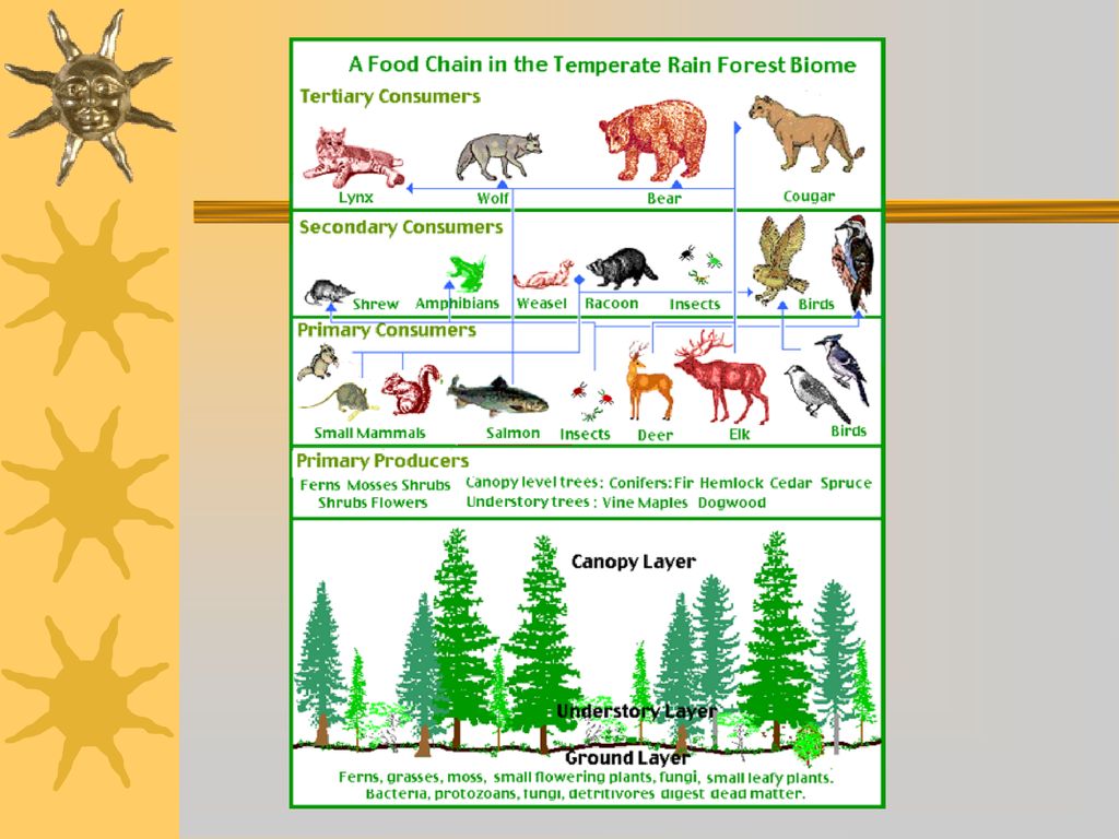 Chapter 3: The Biosphere Biology Diagrams