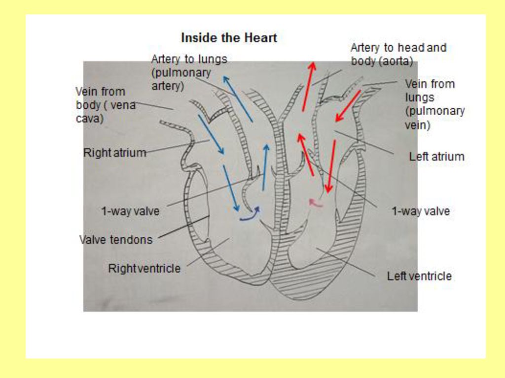 Sunday, 13 January 2019 What is the structure of the heart and how is it adapted to its function? All – aiming for 4: To be able to describe the function. - ppt download Sunday, 13 January 2019 What is the structure of the heart and how is it adapted to its function? All – aiming for 4: To be able to describe the function. - ppt download