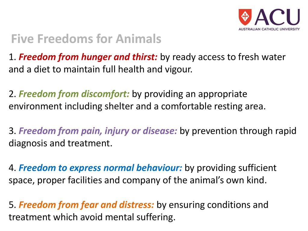Five Freedoms for Animals - ppt download