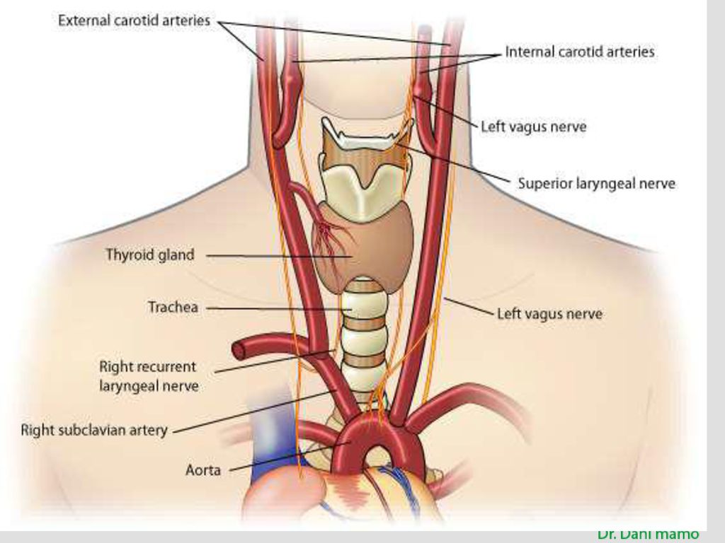 Нерв глотки. Верхняя щитовидная артерия анатомия. Возвратный гортанный нерв. Иннервация щитовидной желез возвратный гортанный нерв. Возвратный нерв щитовидной железы анатомия.
