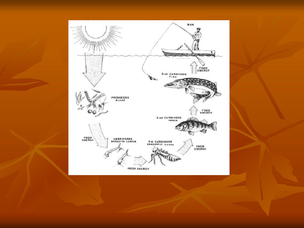 Ecological Relationships Biology Diagrams