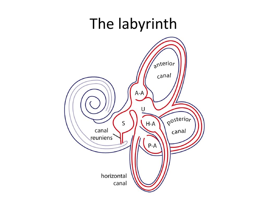 membranous labyrinth