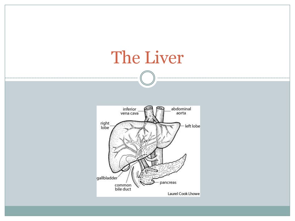 Liver Realistic Handdrawn Icon Of Human Internal Organs Line Art Sketch  Style Design Concept For Your Medical Projects Post Viral Rehabilitation  Posters Tattoos Stock Illustration - Download Image Now - iStock