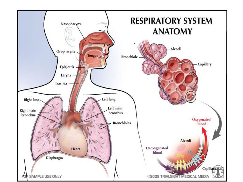 Бронхи на латыни. Дыхательная система человека. Дыхательная система на англ. Дыхательная система анатомия на английском. Дыхательная система человека на латинском.
