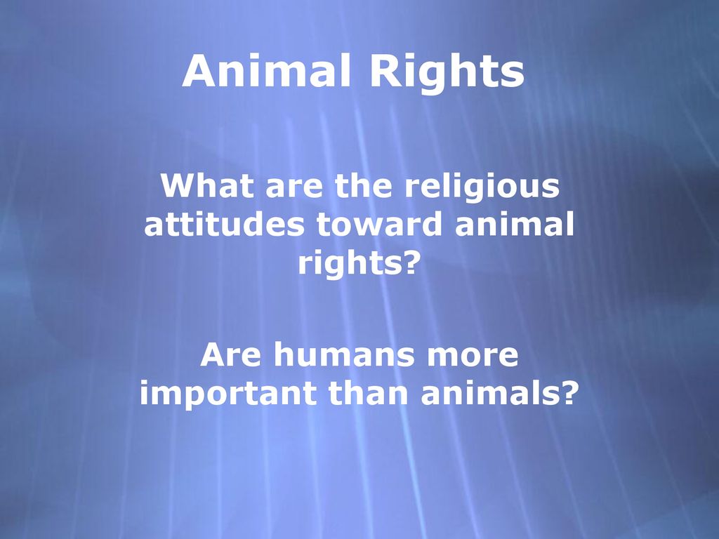 Animal Rights What are the religious attitudes toward animal rights? - ppt  download