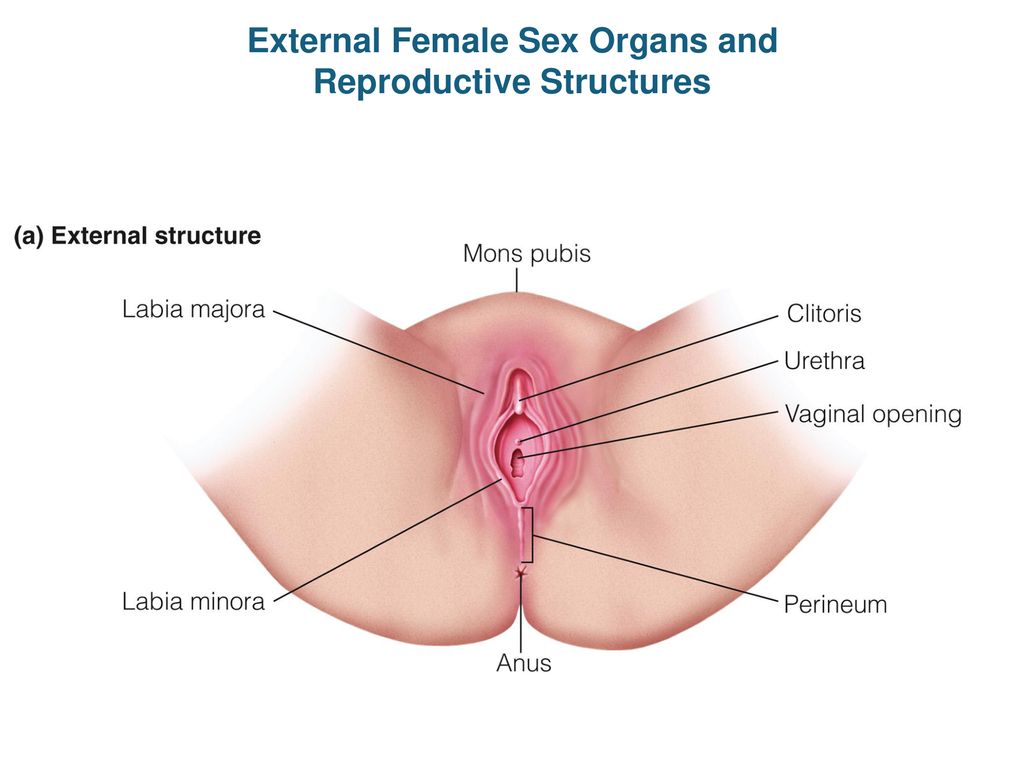 External Female Sex Organs and Reproductive Structures - ppt download