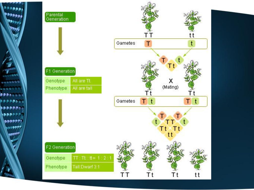 Chapter 3 Genetics: The Science Of Heredity - Ppt Download