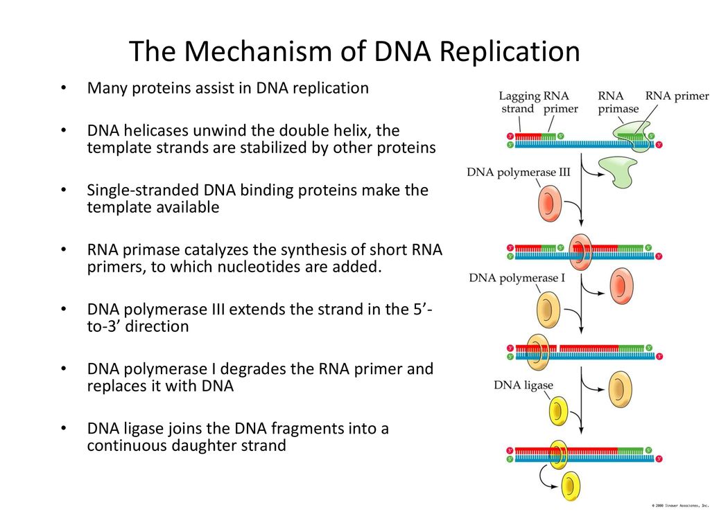 The Mechanism of DNA Replication - ppt download