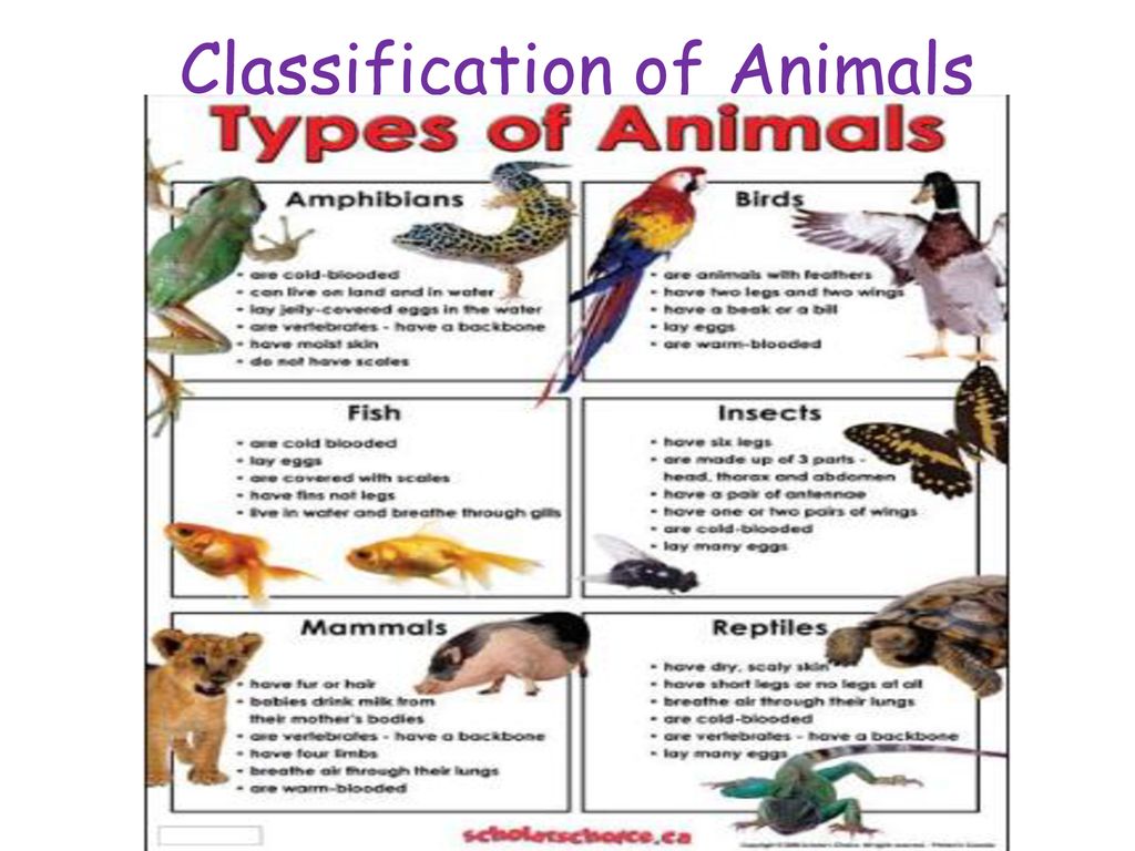 Classification of Animals - ppt download