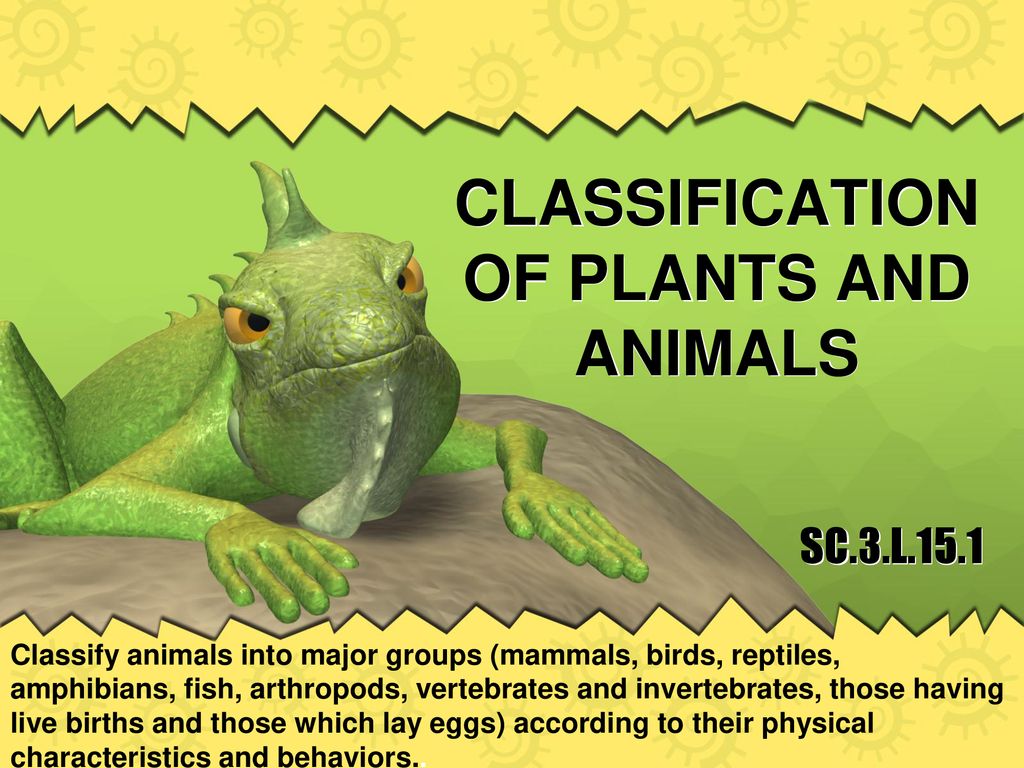 CLASSIFICATION OF PLANTS AND ANIMALS - ppt download