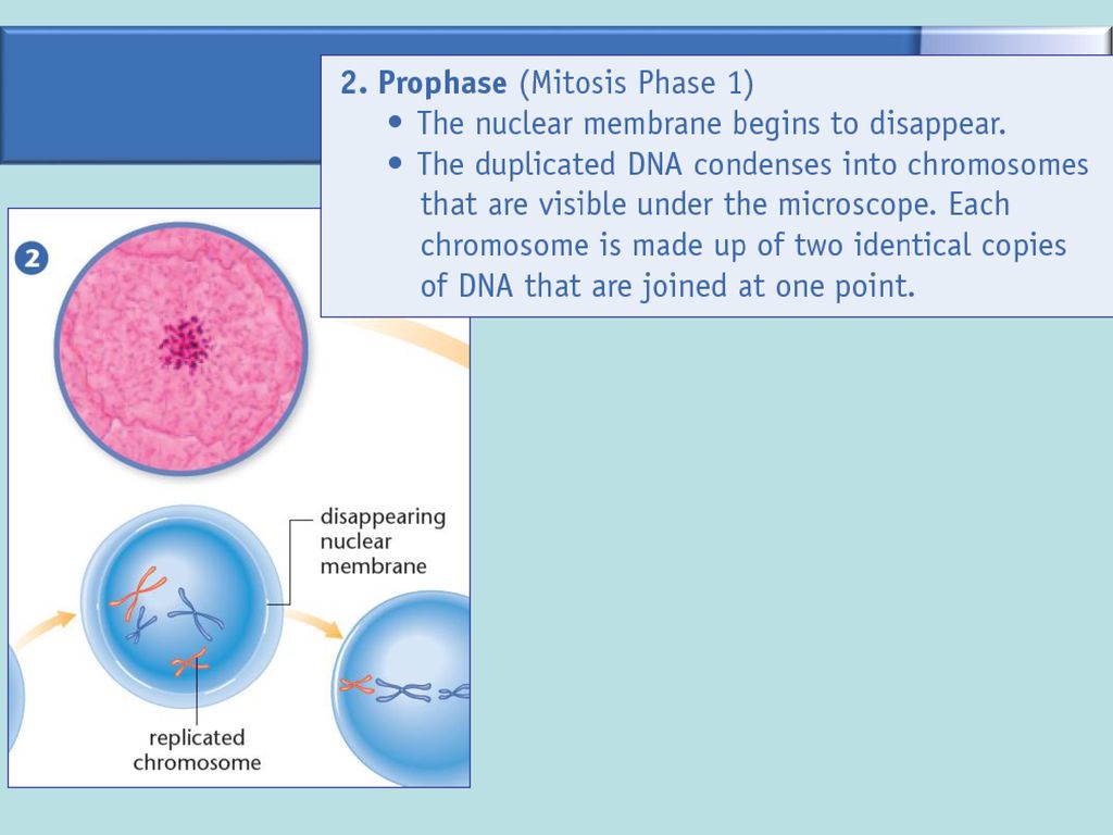 Cell Division. Biology Diagrams