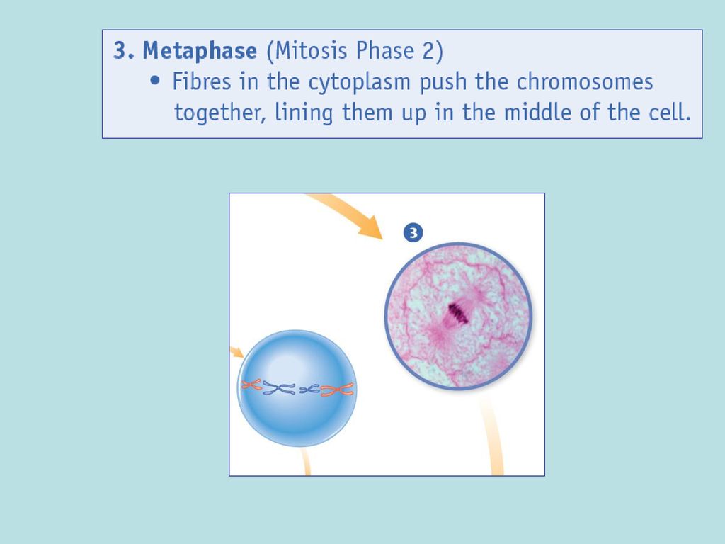 Cell Division. Biology Diagrams