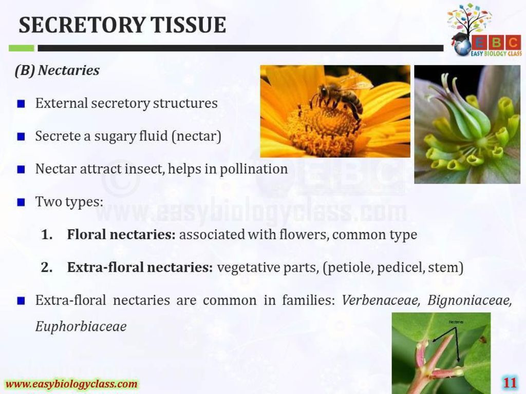 Secretory Tissue External and Internal Secretory Tissues in Plants - ppt  download
