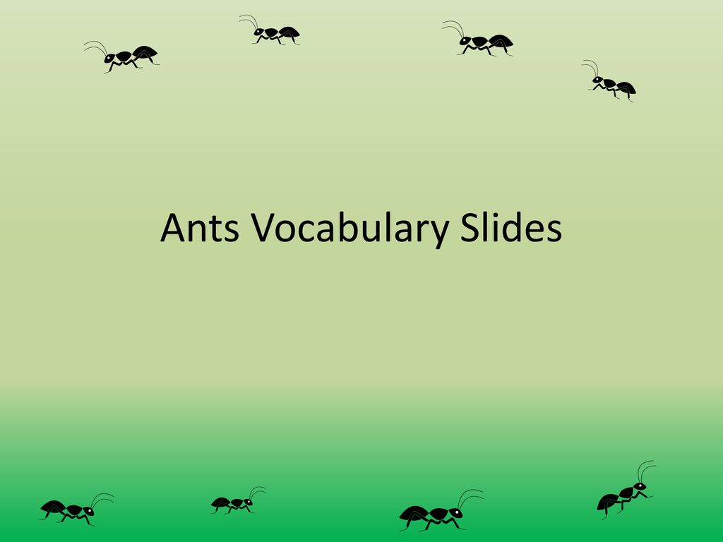 Ants vocabulary