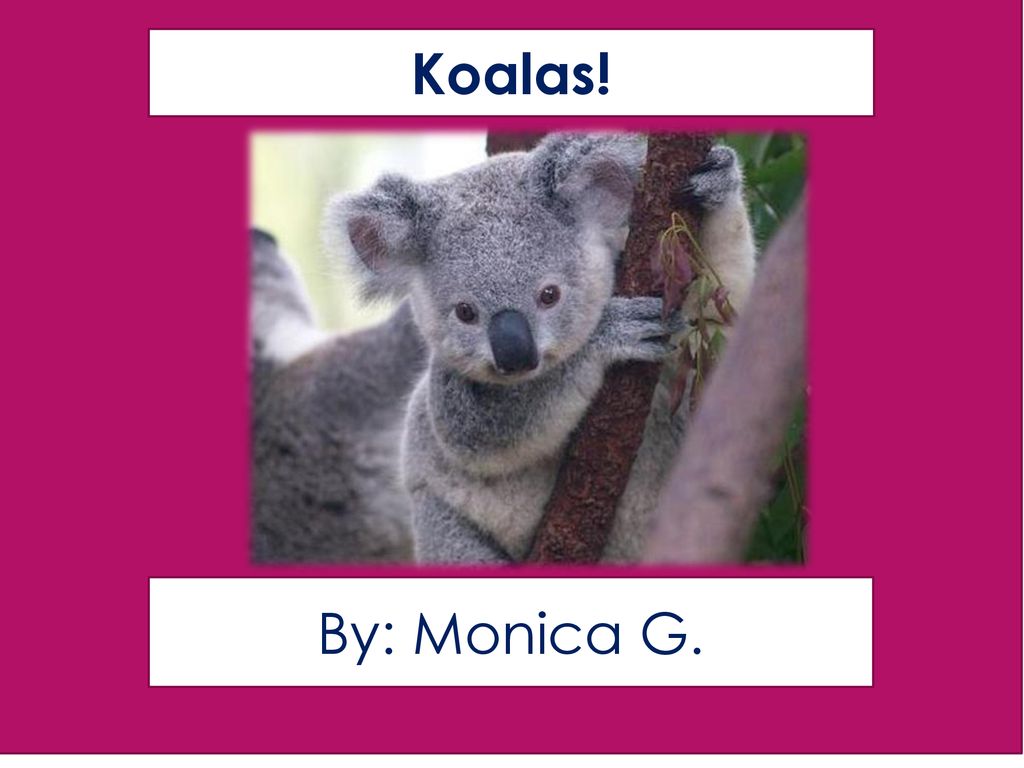 Koalas! 1) Type the name of your animal 2) type your name 3) include a  picture of your animal 4) change fonts and colors to personalize. By:  Monica G. - ppt download