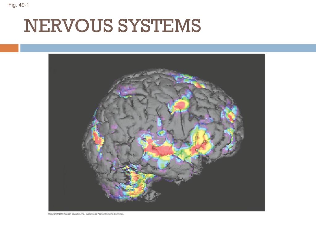 Fig NERVOUS SYSTEMS Figure  How do scientists map activity within the  human brain? For the Discovery Video Novelty Gene, go to Animation and. -  ppt download