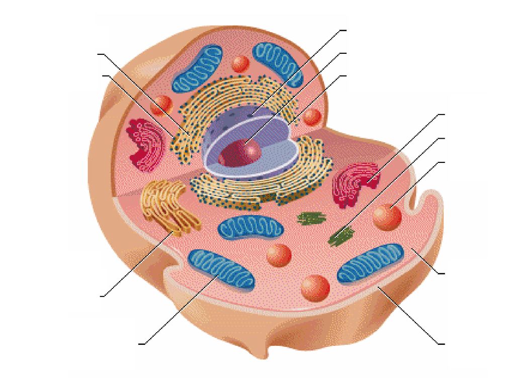 Cuantas mitocondrias tiene una celula